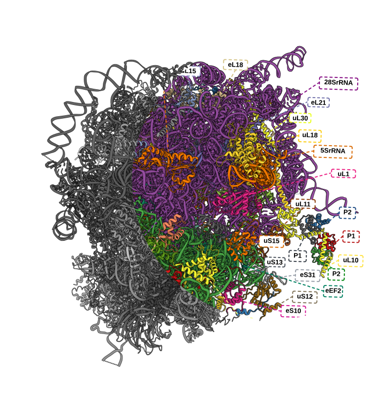 Molecular structure colored