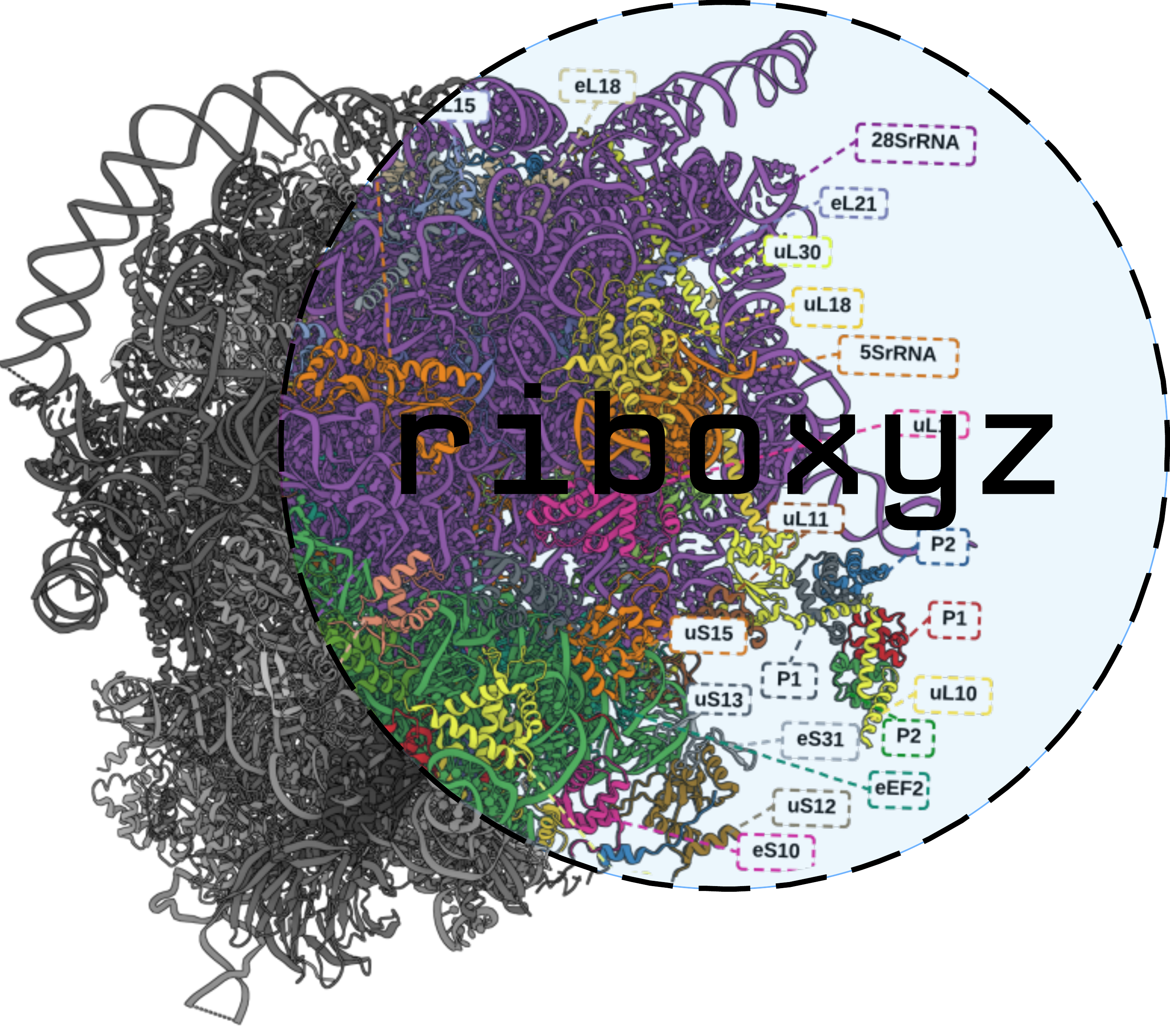 Ribosome structure